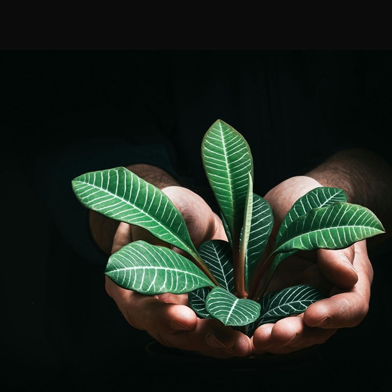 man holding a plant, CSR activity